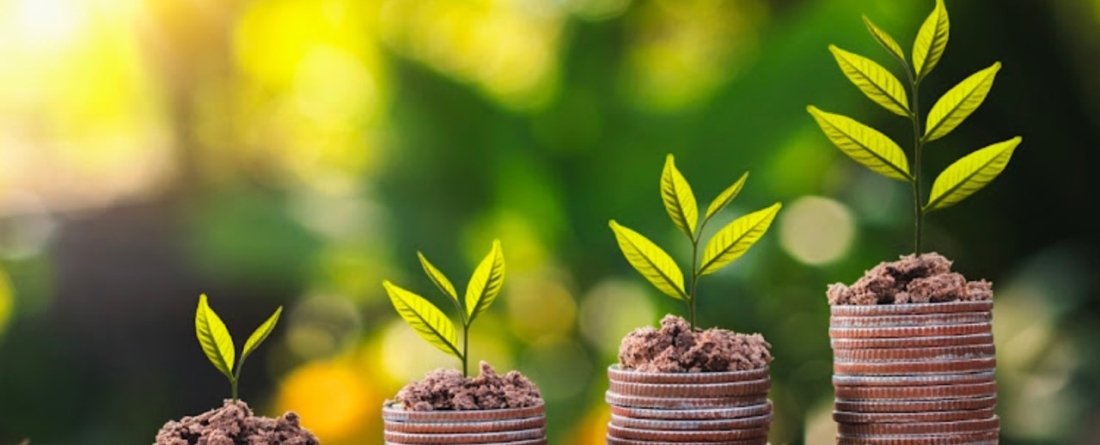 picture of money with plants on top