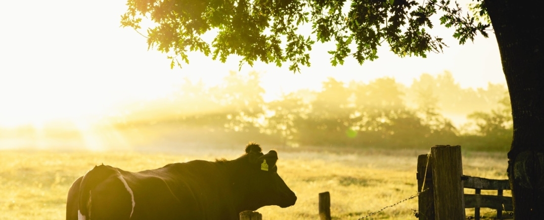 picture of a cow in a field