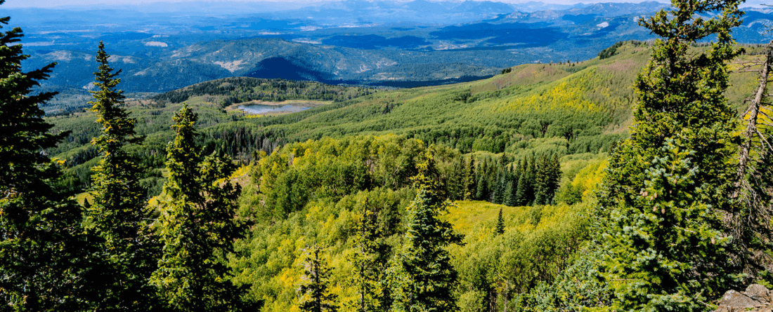 Scenic image of forests