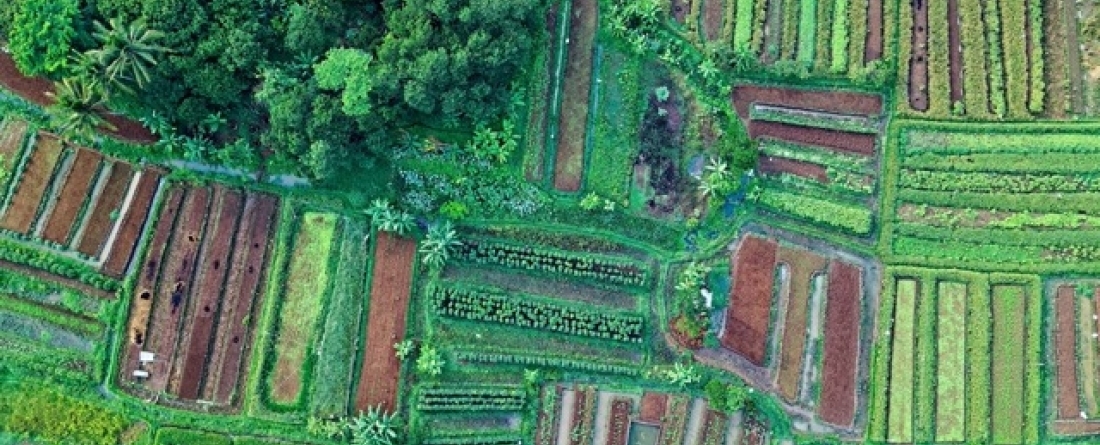 picture of cropland